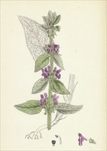 Stachys Germanica; Downy Woundwort