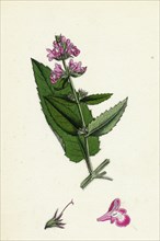 Stachys sylvatici-palustris; Hybrid between Hedge and Marsh Woundworts