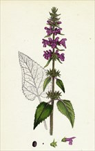 Stachys sylvatica; Hedge Woundwort