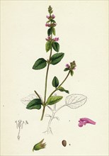 Stachys arvensis; Corn Woundwort