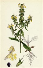 Stachys annua; Pale Annual Woundwort