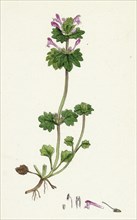 Lamium amplexicaule; Henbit Dead-nettle