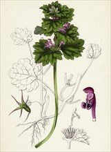 Lamium intermedium; Intermediate Dead-nettle