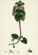 Lamium purpureum; Red Dead-nettle