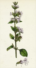 Calamintha menthifolia, var. genuina; Common Calamint, var. a.