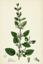 Melissa officinalis; Common Balm