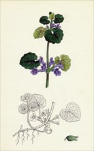 Nepeta Glechoma; Ground Ivy