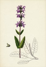Salvia clandestina; Small-flowered Clary
