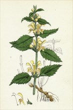 Lamium Galeobdolon; Yellow Archangel