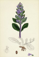 Ajuga reptans; Common Bugle