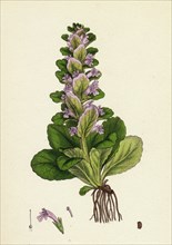 Ajuga pyramidalis; Pyramidal Bugle