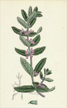 Teucrium Scordium; Water Germander