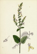 Teucrium Scorodonia; Wood Germander