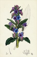 Echium vulgare; Common Viper's-bugloss