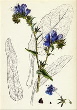 Echium plantagineum; Purple Viper's-bugloss