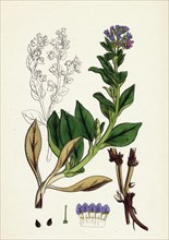Mertensia maritima; Oyster-plant