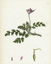 Erodium cicutarium; Common Stork's-bill