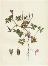 Geranium Robertianum, var. purpureum; Herb Robert, var. y.