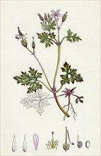 Geranium Robertianum; Herb Robert