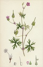 Geranium columbinum; Long-stalked Crane's-bill
