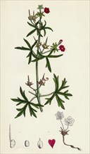 Geranium dissectum; Jagged leaved Crane's-bill