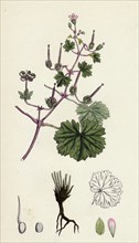 Geranium rotundifolium; Round-leaved Crane's-bill