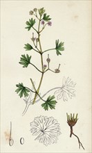 Geranium pusillum; Small-flowered Crane's-bill