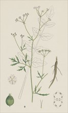 Sison Amomum; Hedge Stonewort