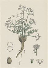 Trinia vulgaris; Glabrous Stonewort