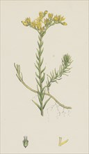 Sedum albescens; Glaucous Stone-crop