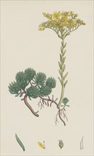 Sedum Forsterianum; Forster's Stone-crop