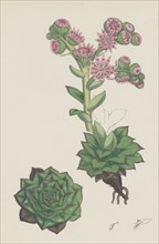 Sempervivum tectorum; Common House-leek
