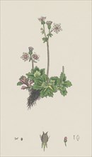 Saxifraga stellaris; Starry Saxifrage