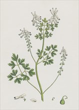 Fumaria Pallidiflora; Pale flowered Fumitory