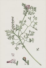 Fumaria micrantha; Close-flowered Fumitory