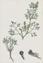 Fumaria Vaillantii; Vaillant's Small-flowered Fumitory