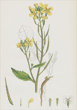 Raphanus Raphanistrum; Wild Radish