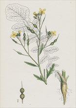 Raphanus maritimus; Sea Radish