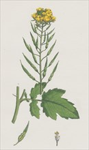 Brassica alba; White Mustard