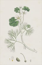 Ranunculus heterophyllus; Various leaved Water-crowfoot