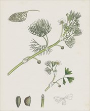 Ranunculus Drouetii; Drouet's Water-crowfoot