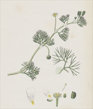 Ranunculus trichophyllus; Hair-leaved Water-crowfoot