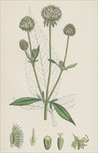 Dipsacus pilosus; Small Teasel