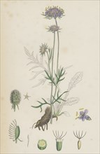 Scabiosa columbaria; Small Scabious