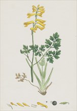 Corydalis Intea; Yellow Fumitory