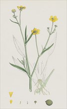 Ranunculus eu-Flammula; Lesser Spearwort
