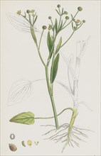 Ranunculus ophioglossifolius; Adder's tongue-leaved Crowfoot