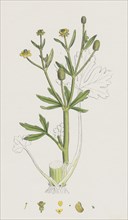 Ranunculus sceleratus; Celery-leaved Water-crowfoot