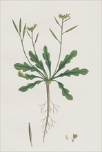 Brassica viminea; Small Sand Rocket