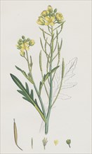 Brassica tenuifolia; Wall Rocket